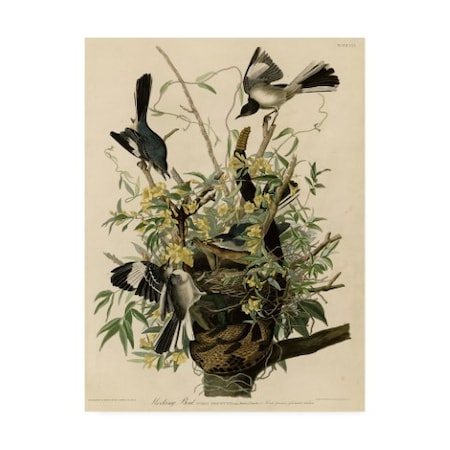 John James Audubon 'Mocking Birds And Snake II' Canvas Art,35x47